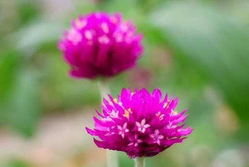 9月中旬のさぬきフラワーガーデンの千日紅 9月中旬のさぬきフラワーガーデンの千日紅の写真