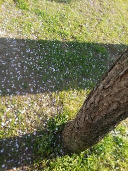 桜 桜の写真