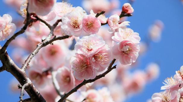 Photo, plum blossom, flower, plum garden, 
