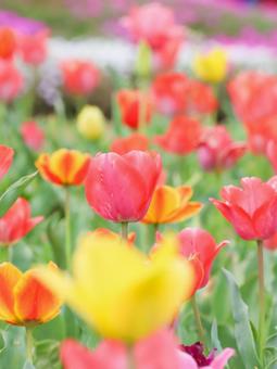 Tulips, JPG Tulips, JPG