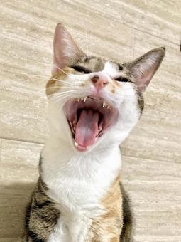 あくびをする猫 あくびをする猫の写真