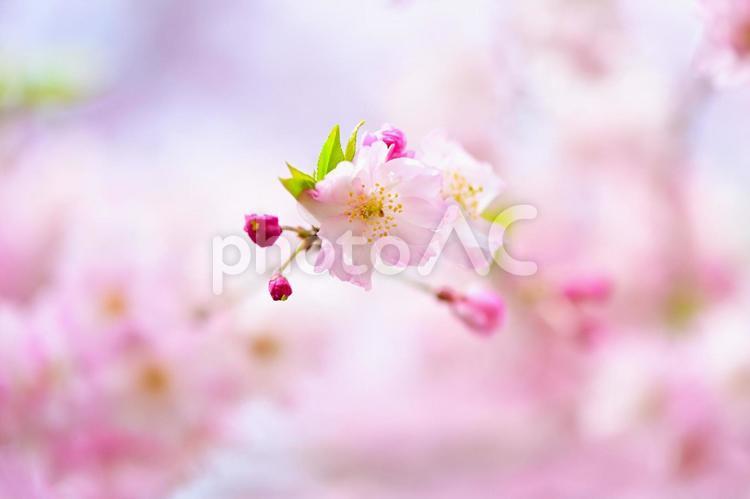 ピンク色が綺麗な　八重紅しだれ桜 八重紅枝垂れ,八重桜,桜の写真素材