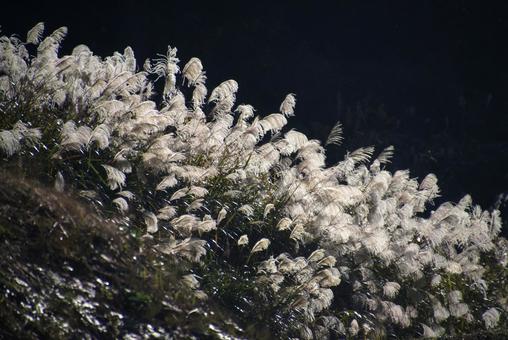 斜面に生えるススキ 斜面に生えるススキの写真
