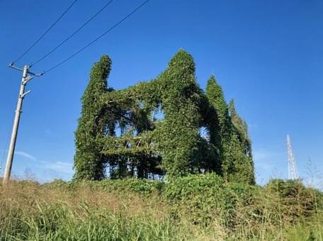 不思議な建物 不思議な建物 ジャングル,つた,つるの写真素材