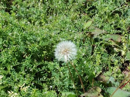 たんぽぽの綿毛 植物,花,緑の写真素材