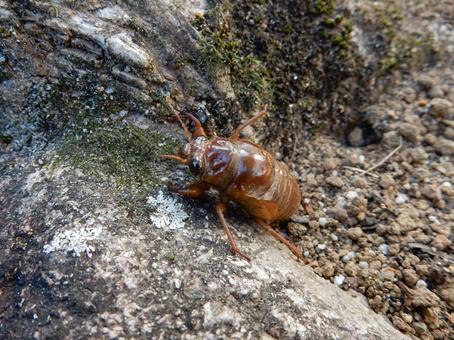 【昆虫写真】地上にでてきた蝉の幼虫 【昆虫写真】地上にでてきた蝉の幼虫の写真