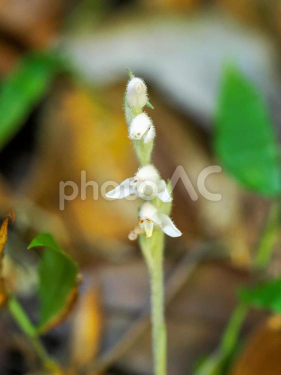ミヤマウズラのある風景 花,植物,葉の写真素材