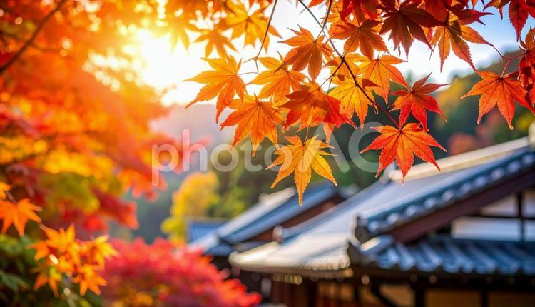 日本の美しい紅葉と瓦屋根 秋,風景,かえでの写真素材