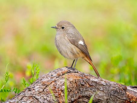 地面を歩くジョウビタキのメス 地面を歩くジョウビタキのメス ジョウビタキ,ジョビコ,ジョウビタキのメスの写真素材