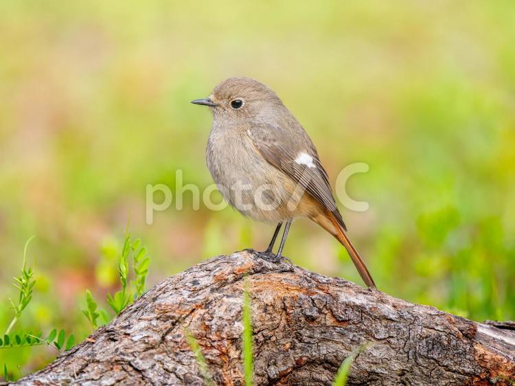 地面を歩くジョウビタキのメス ジョウビタキ,ジョビコ,ジョウビタキのメスの写真素材