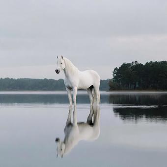 静かな湖と白馬の反射 静かな湖と白馬の反射の写真