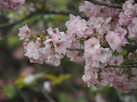 桜の花 桜,桜の花,春の写真素材