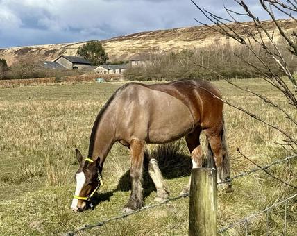 イングランド郊外牧場の馬 イングランド郊外牧場の馬の写真