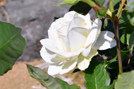 薔薇 ティネケ 薔薇 ティネケ 薔薇,ティネケ,白の写真素材