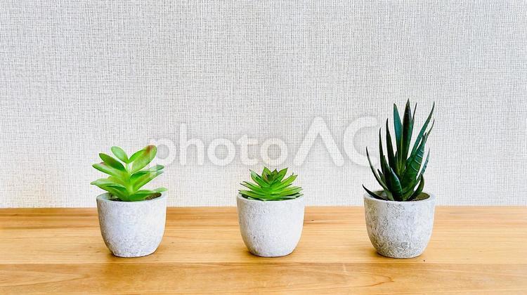 テーブルの上の観葉植物　インテリア雑貨 インテリア雑貨,観葉植物,バナー素材の写真素材