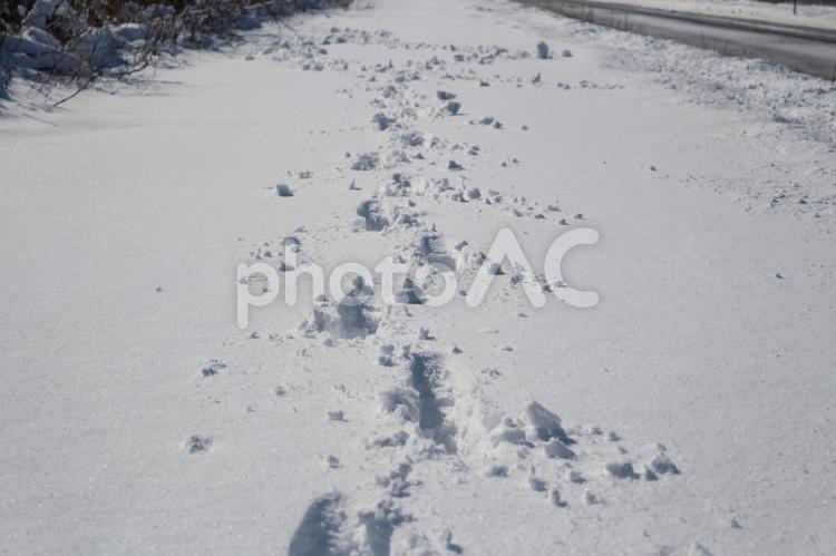 信州　雪原と足跡 自然,冬景色,冷たいの写真素材