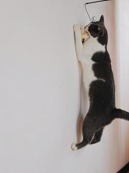 ジャンプ! ジャンプ!の写真