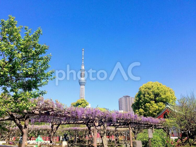 東京風景・亀戸天神 亀戸天神,亀戸天神社,亀戸天満宮の写真素材