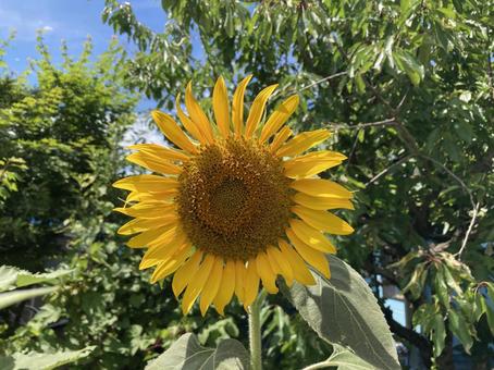 真夏の光を浴びるヒマワリ 真夏の光を浴びるヒマワリ 向日葵,花,夏の写真素材