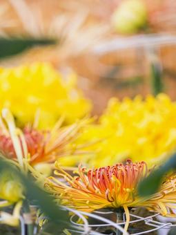 Photo, chrysanthemum, chrysanthemum exhibition, chrysanthemum festival, 