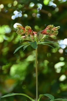 夏の花：アルストロメリア4の写真