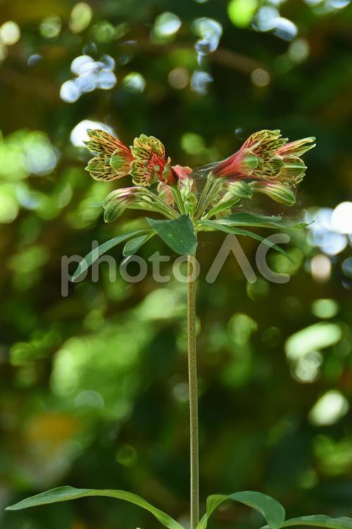 夏の花：アルストロメリア4 植物,アルストロメリア,草花の写真素材