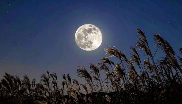 夜のすすきと満月のシンプルな空 十五夜 夜のすすきと満月のシンプルな空 十五夜の写真