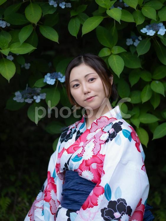 紫陽花と浴衣を着た女性 浴衣,和服,和装の写真素材