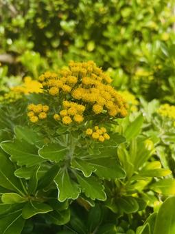 イソギク 自然,イソギク,花の写真素材