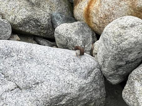 北アルプスで見たオコジョ4 北アルプスで見たオコジョ4 オコジョ,北アルプス,高山動物の写真素材