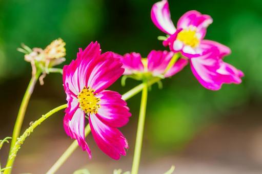 コスモス⑶ 花,コスモス,アキザクラの写真素材