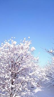雪景色 雪景色の写真