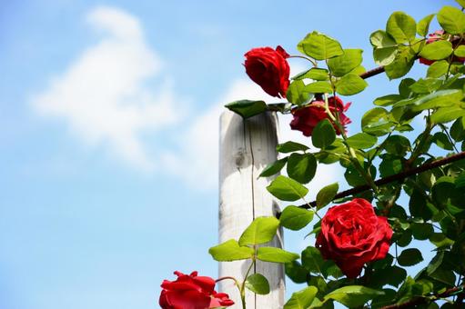 薔薇 薔薇の写真