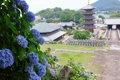 6月中旬の法然寺の五重塔とアジサイの花 6月中旬の法然寺の五重塔とアジサイの花の写真