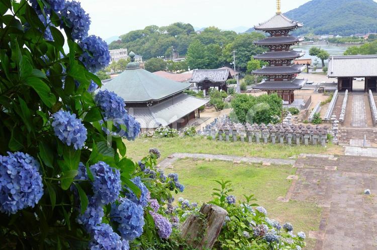 ６月中旬の法然寺の五重塔とアジサイの花 五重塔,伽藍,アジサイの写真素材