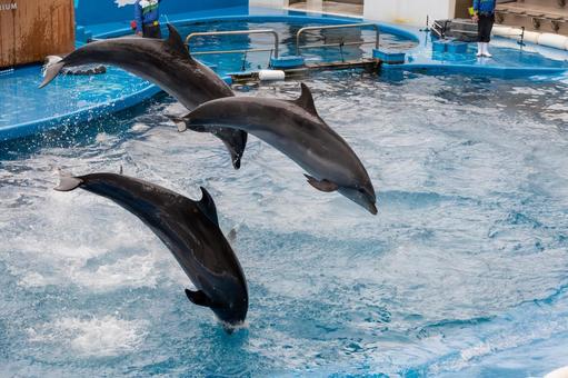 イルカたちの躍動と飛び込む瞬間 イルカたちの躍動と飛び込む瞬間 イルカ,躍動,飛び込みの写真素材