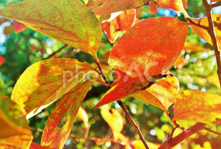 秋の紅葉のイメージ 秋,紅葉,森林の写真素材