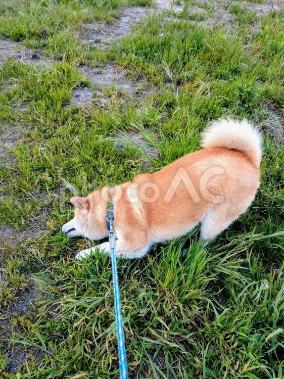初夏の散歩！雑草の根を引き抜く茶色の柴犬(shiba dog )  ペット,犬,動物の写真素材