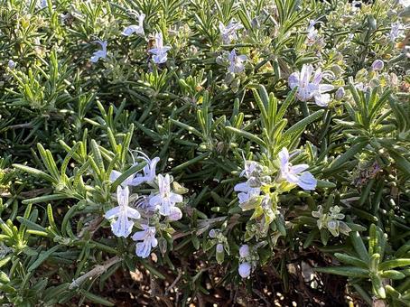 ローズマリー ローズマリー,シソ科,花の写真素材