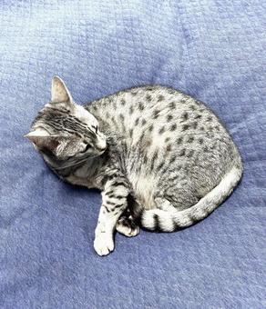 Photo, egyptian mau, cat, egypt, 