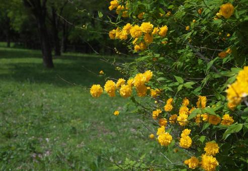 黄色いヤマブキの花 黄色いヤマブキの花の写真