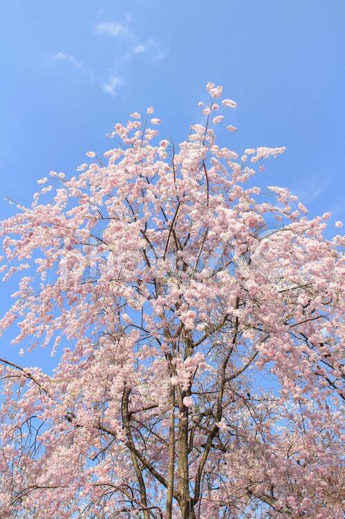 しだれ桜　ピンク3 背景,春,花の写真素材