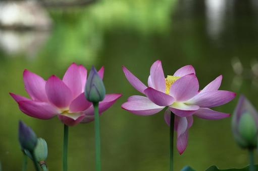 神聖な花 神聖な花 ハス,花,ハス科の植物の写真素材