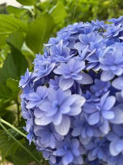 公園の紫陽花 公園の紫陽花の写真