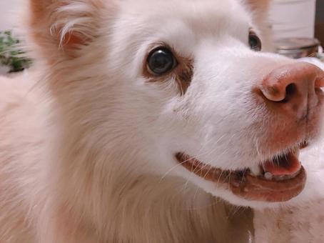 チャンプ　1 屋内,犬,ミックス犬の写真素材