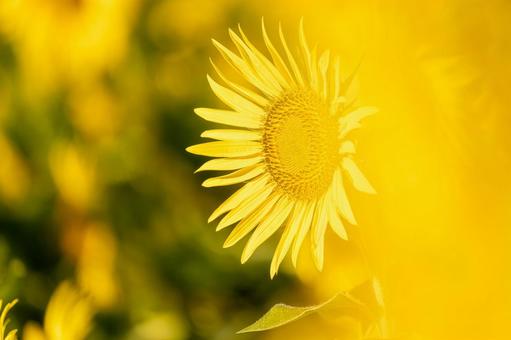 福岡-【柳川ひまわり園】 福岡-【柳川ひまわり園】の写真