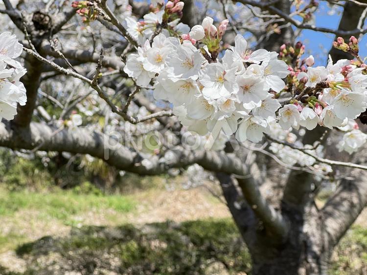 力強く咲きゆく桜 さくら,ソメイヨシノ,青の写真素材
