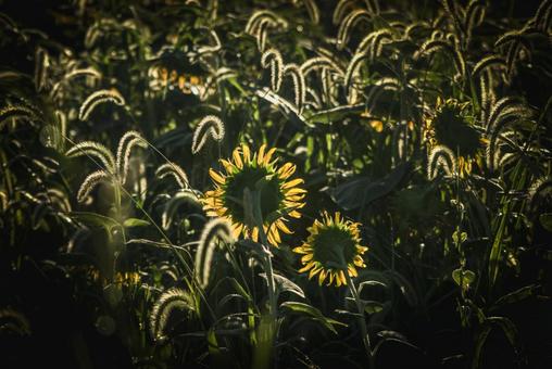 <風景>枯れ始めた秋のヒマワリ畑の景色 <風景>枯れ始めた秋のヒマワリ畑の景色 ひまわり,夏,秋の写真素材