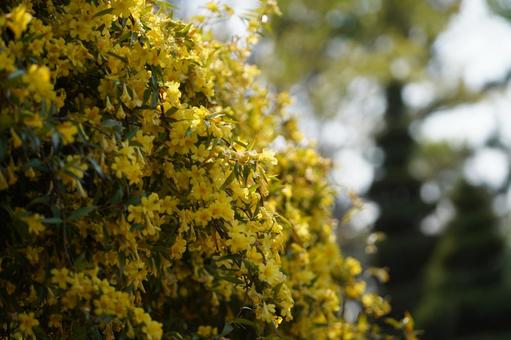 春の花 春の花の写真