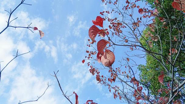 秋晴れの空 ハナミズキ,秋,秋晴れの写真素材